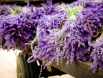 Load of lavenders