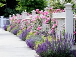 White fence with lavenders and pink roses