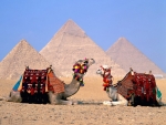 Camels and pyramids