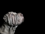 Shar pei dog