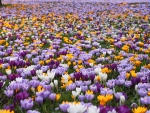 Crocus field