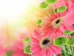 Pink gerbera