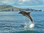 Jumping dolphin