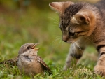 Kitten and bird