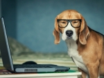 Dog with glasses and PC