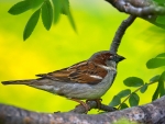 Grey sparrow