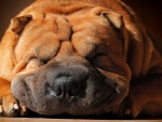 Sleeping shar pei