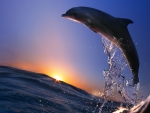 Dolphin