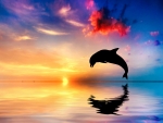 Dolphin
