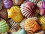 Colorful Seashells