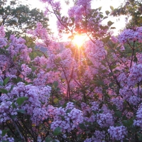 Lilacs at sunset.