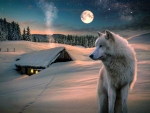 Arctic Wolf