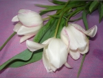 White tulips