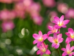 * pink flowers *
