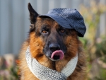 German shepherd all dressed up