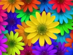 Colorful flowers