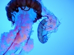 Jelly fish up close