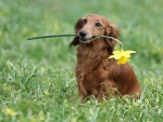 Dachshund with daffodil