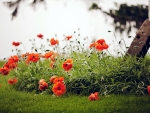 Poppies