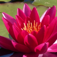 Waterlily