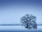 Lone Tree