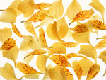 Yellow Lily Petals