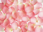 Floating petals of pink