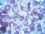 Blue Mauve Petals