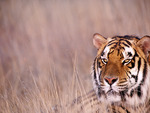 Royal Bengal Tiger ( India's Majestic Animal )