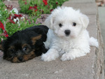 Yorkshire and Maltese Terriers