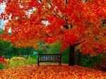 Wooden Bench Of Autumn
