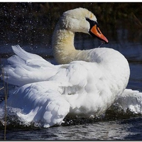 Mute Swan