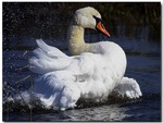 Mute Swan
