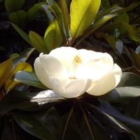 Magnolia blossom