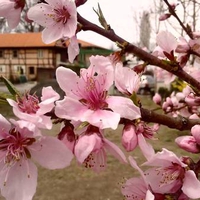 peach-blossoms