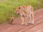 Lioness with cub