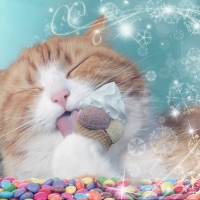 Cat & Icecream
