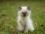 Cute kitten