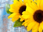 Bright Sunflowers