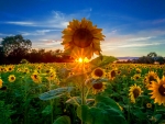 Sunflowers field at sunrise