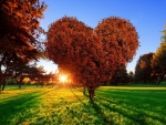 Love Tree and Sunset
