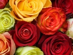 Mix colours of roses