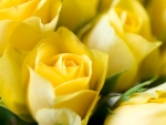 Yellow roses