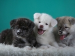 Sweet Akita Puppies