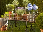 *Flower cart*