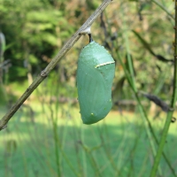 Monarch Butterfly Chrysalis