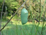 Monarch Butterfly Chrysalis