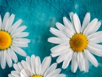 Daisies