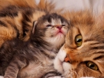 Mother\'s love.