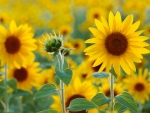 Sunflower Field